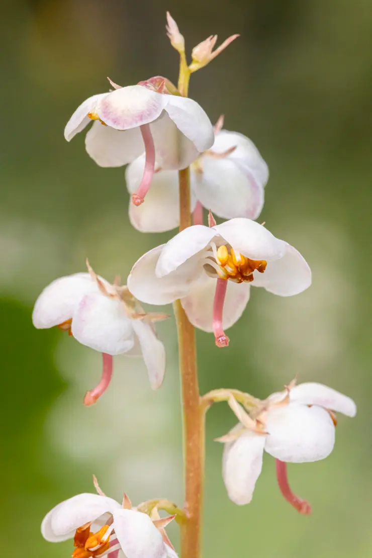 Rundblättriges Wintergrün (Pyrola rotundifolia) [2]